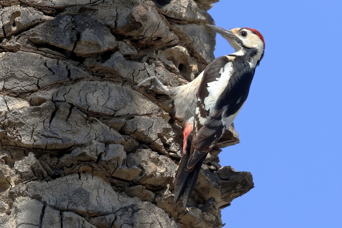 Sind Woodpecker - Radoslaw Gwozdz