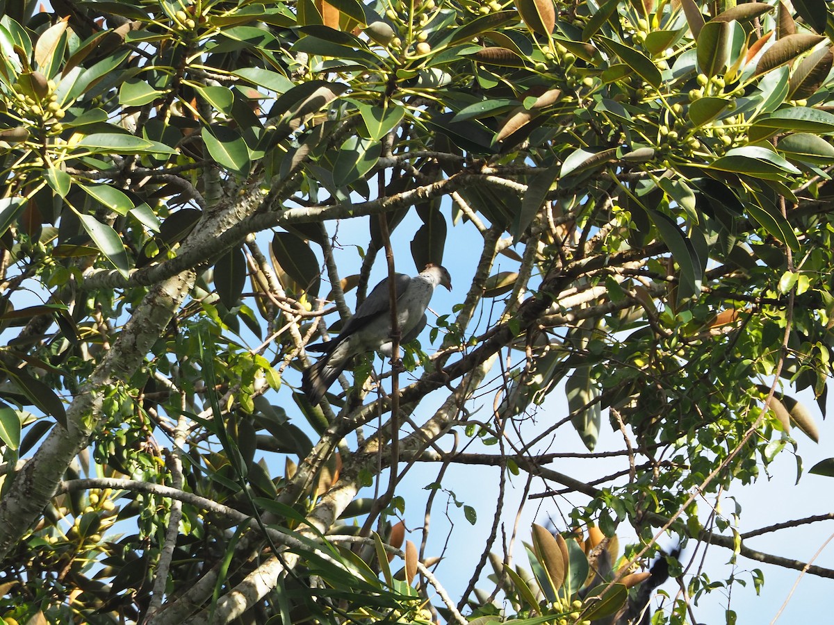 Topknot Pigeon - ML61271251