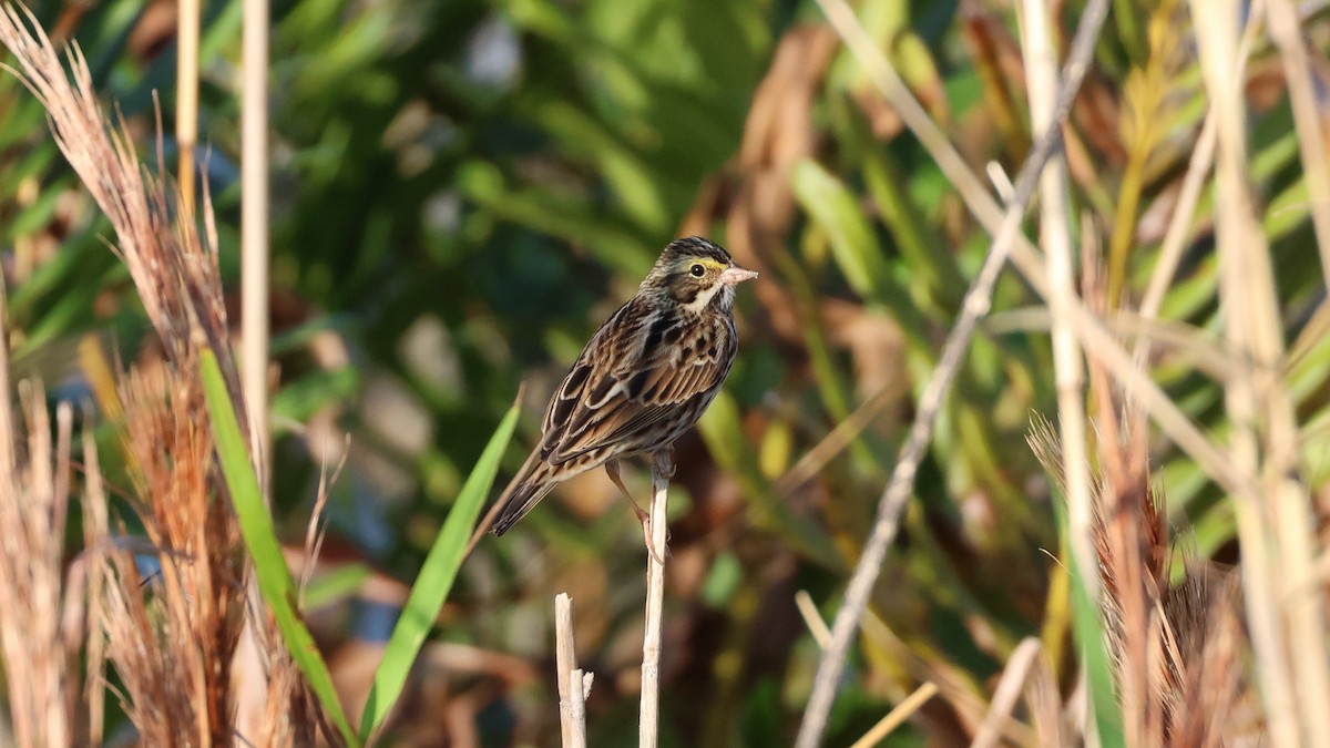 Savannah Sparrow - ML612712558