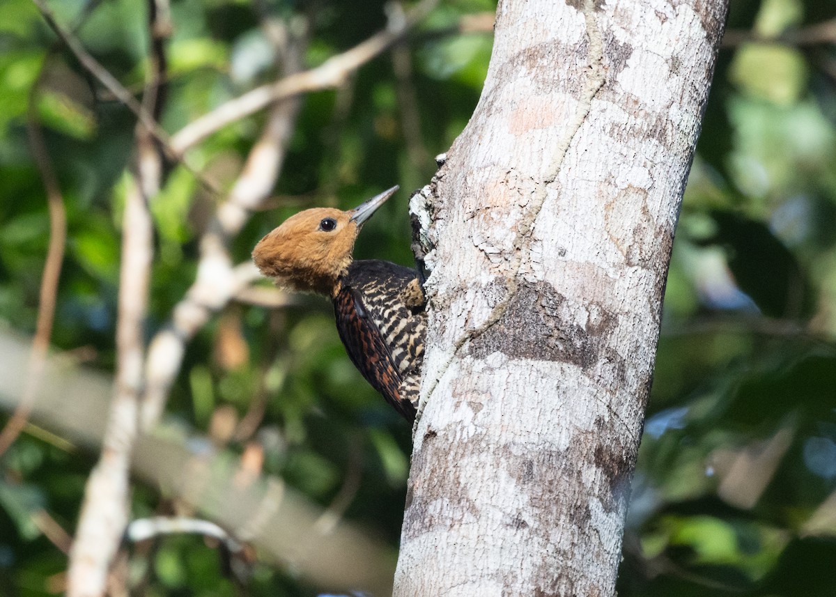 Ringed Woodpecker (Atlantic Black-breasted) - ML612712565