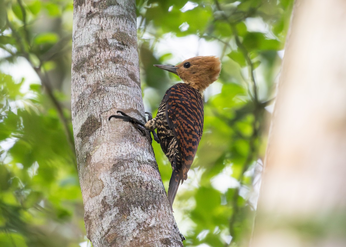 Ringed Woodpecker (Atlantic Black-breasted) - Silvia Faustino Linhares