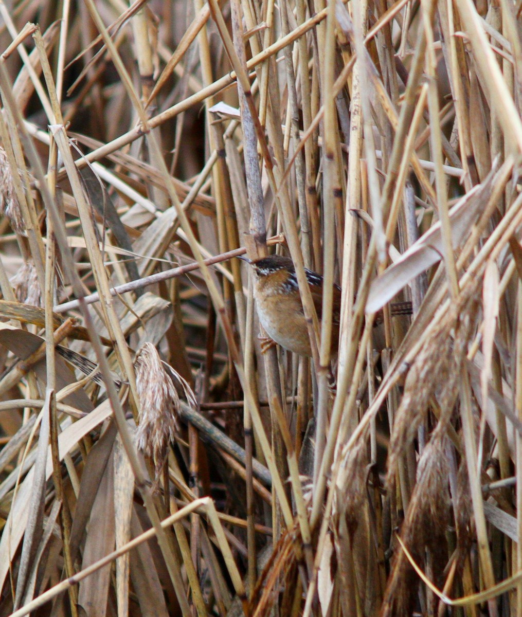 Marsh Wren - ML612712591