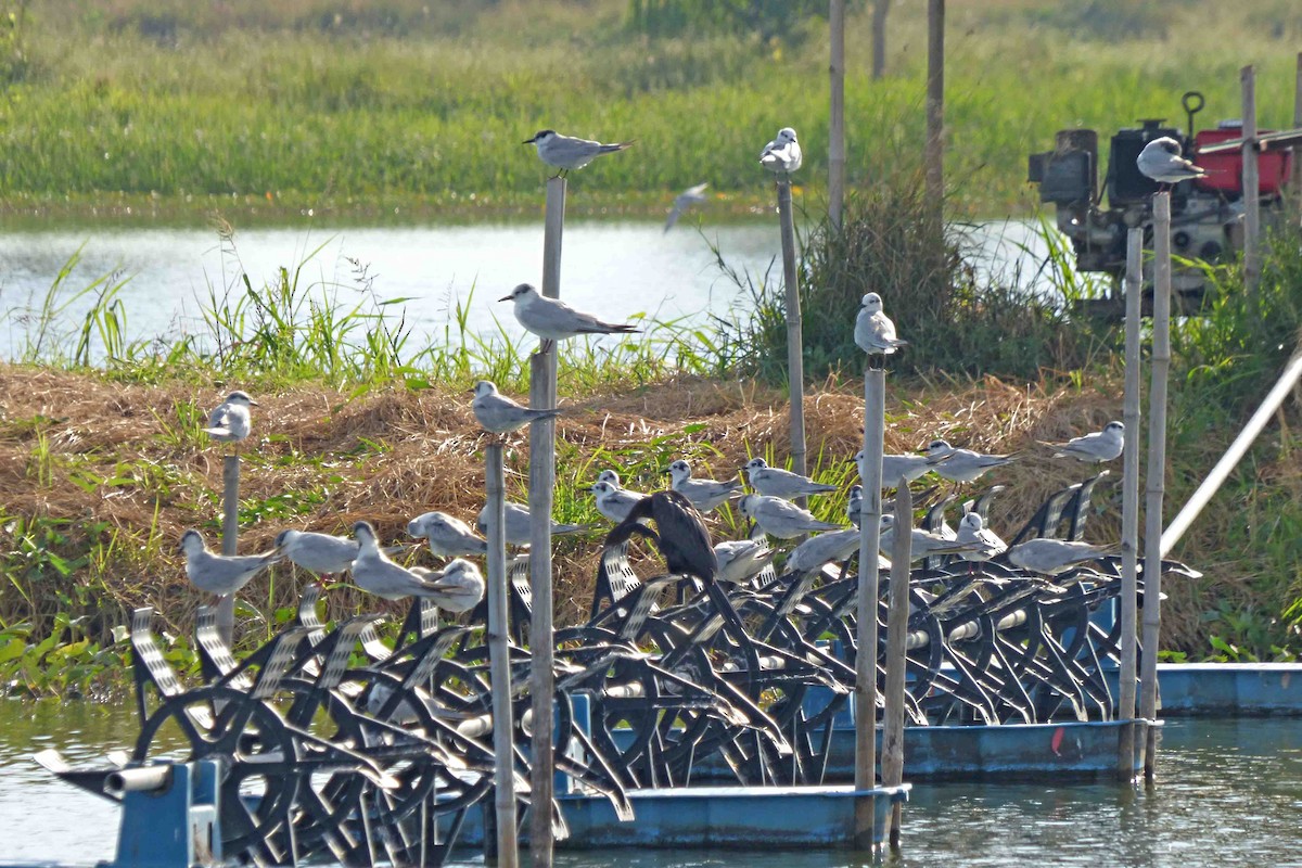 Whiskered Tern - ML612712613