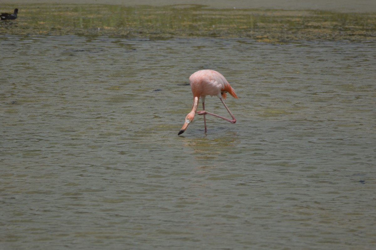 Amerika Flamingosu - ML612712781