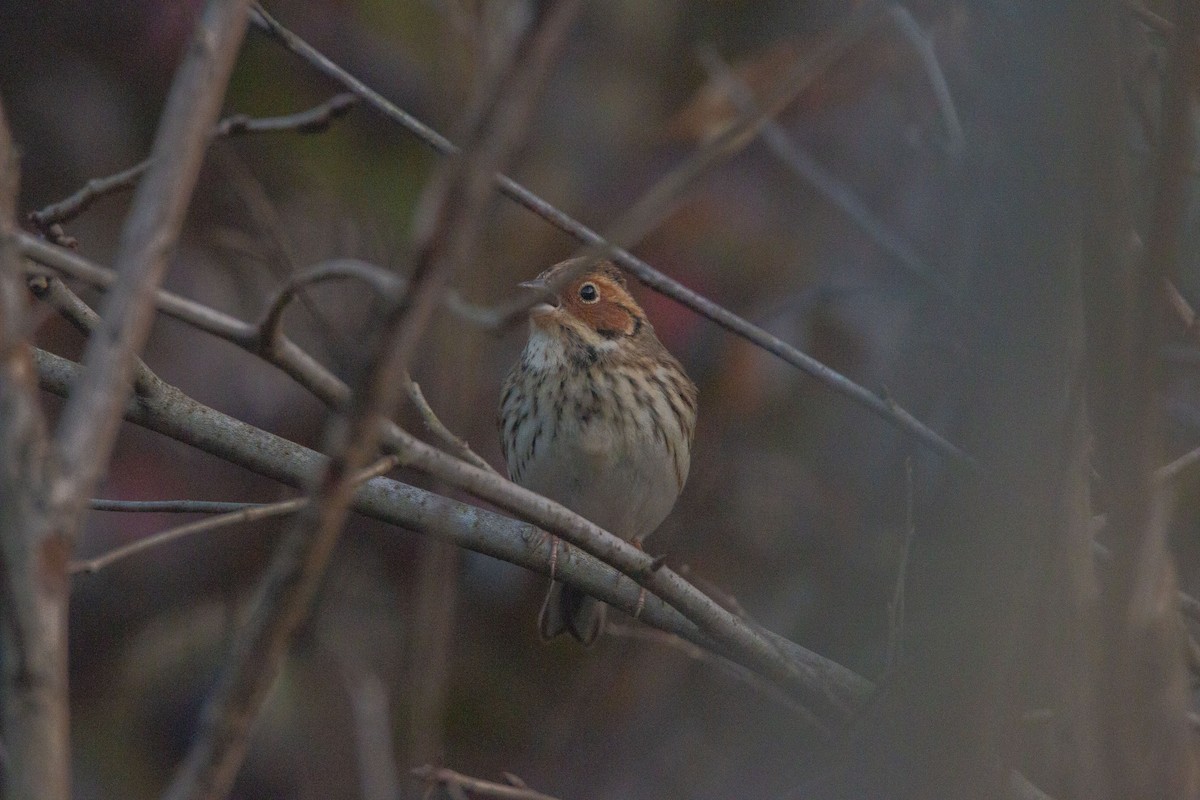 Little Bunting - Nathan Alblas