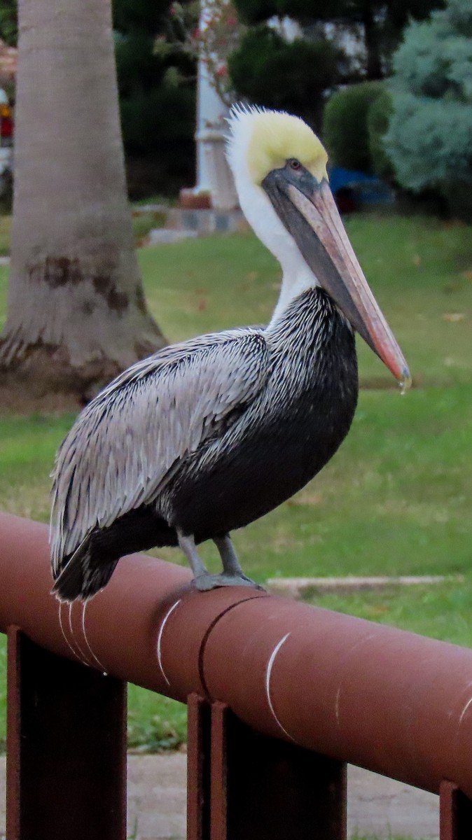 Brown Pelican - ML612712850