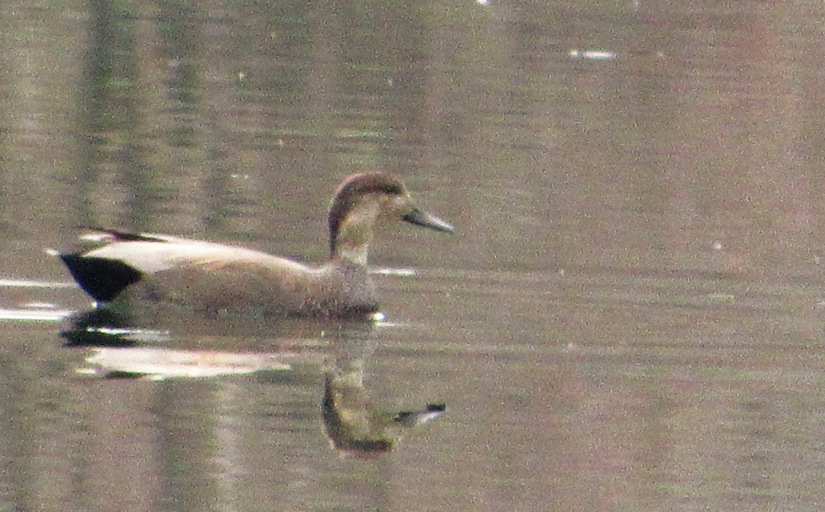 Canard chipeau - ML612712854