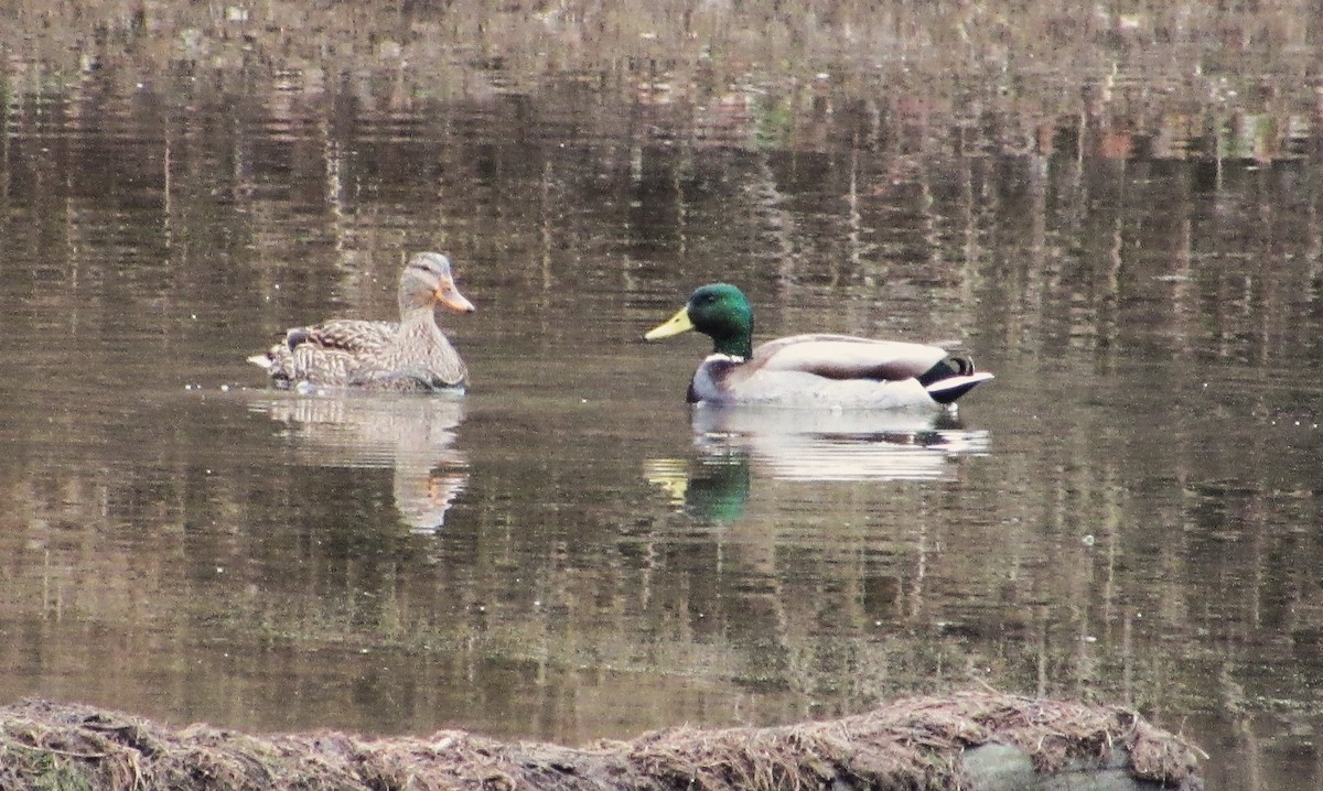 Canard colvert - ML612712856