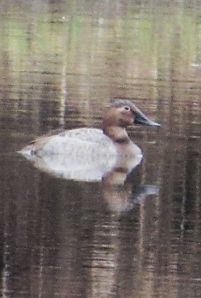 Canvasback - ML612712866