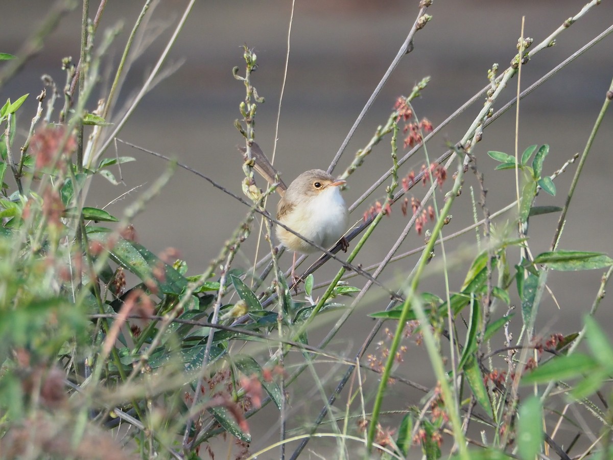 Red-backed Fairywren - ML61271291