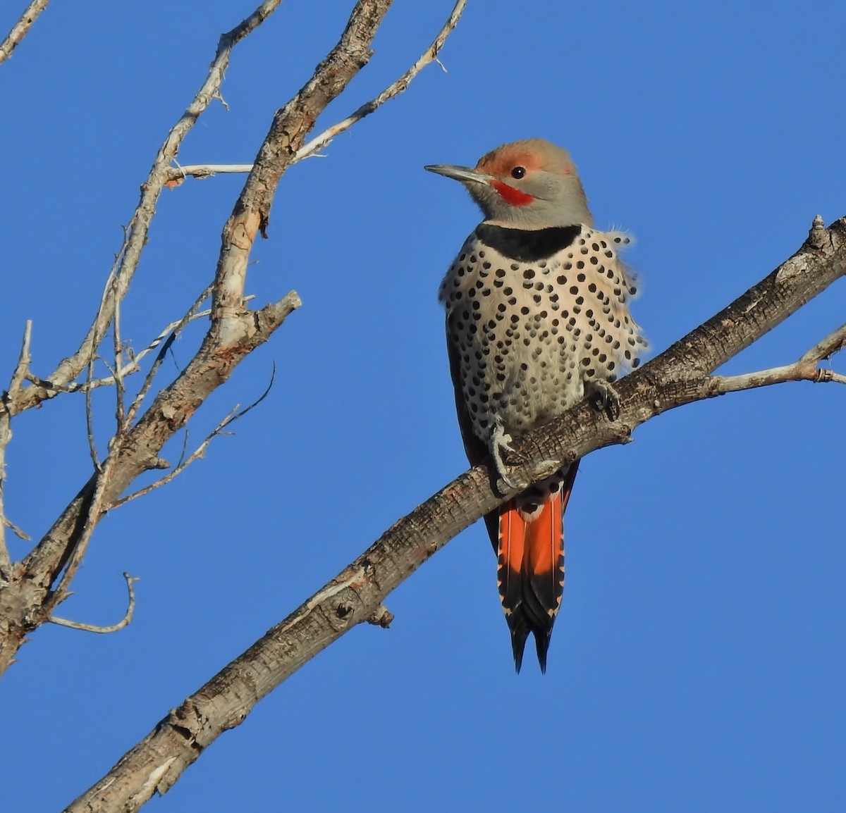 Northern Flicker (Red-shafted) - Shirley Stafford