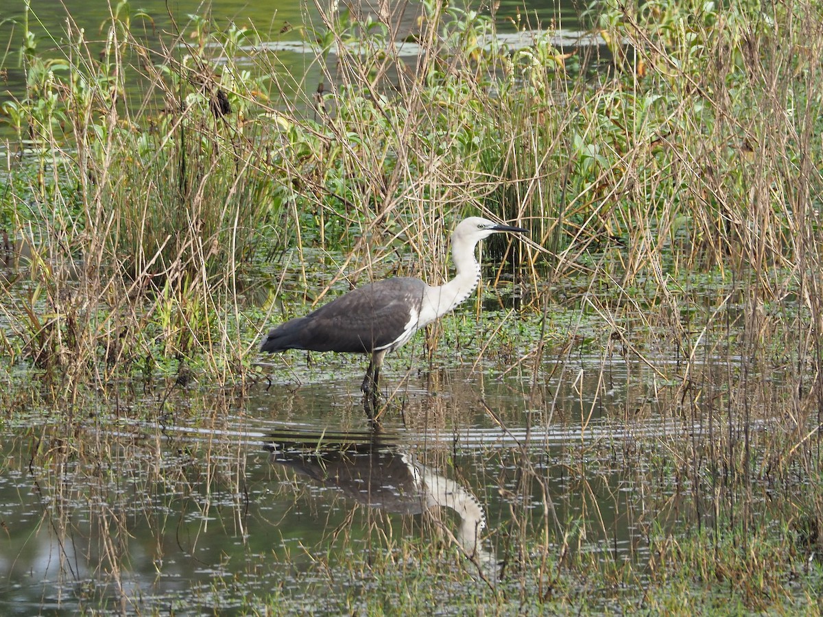 Pacific Heron - ML61271301