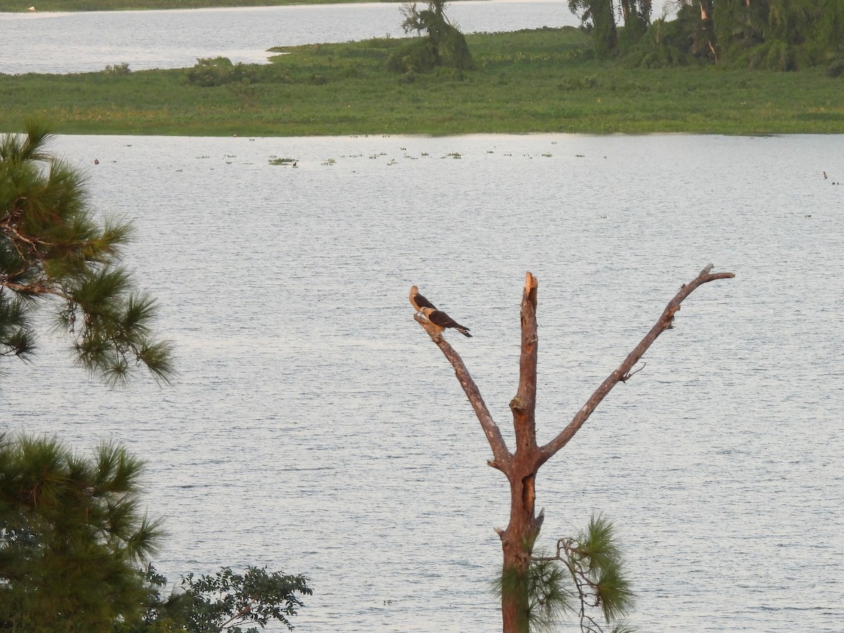 Yellow-headed Caracara - ML612713068