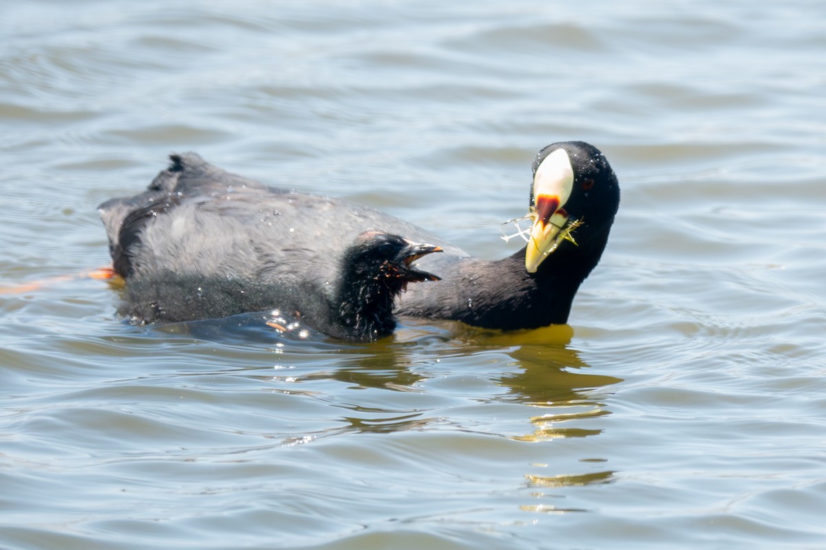 Red-gartered Coot - ML612713106