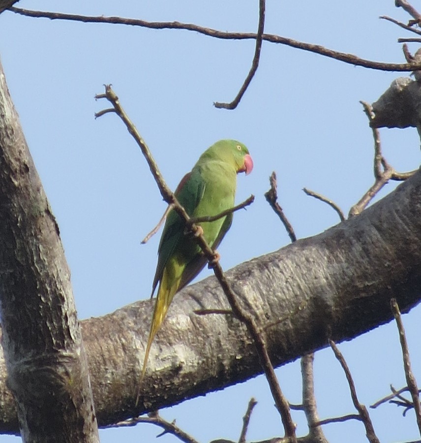 Alexandrine Parakeet - ML612713168