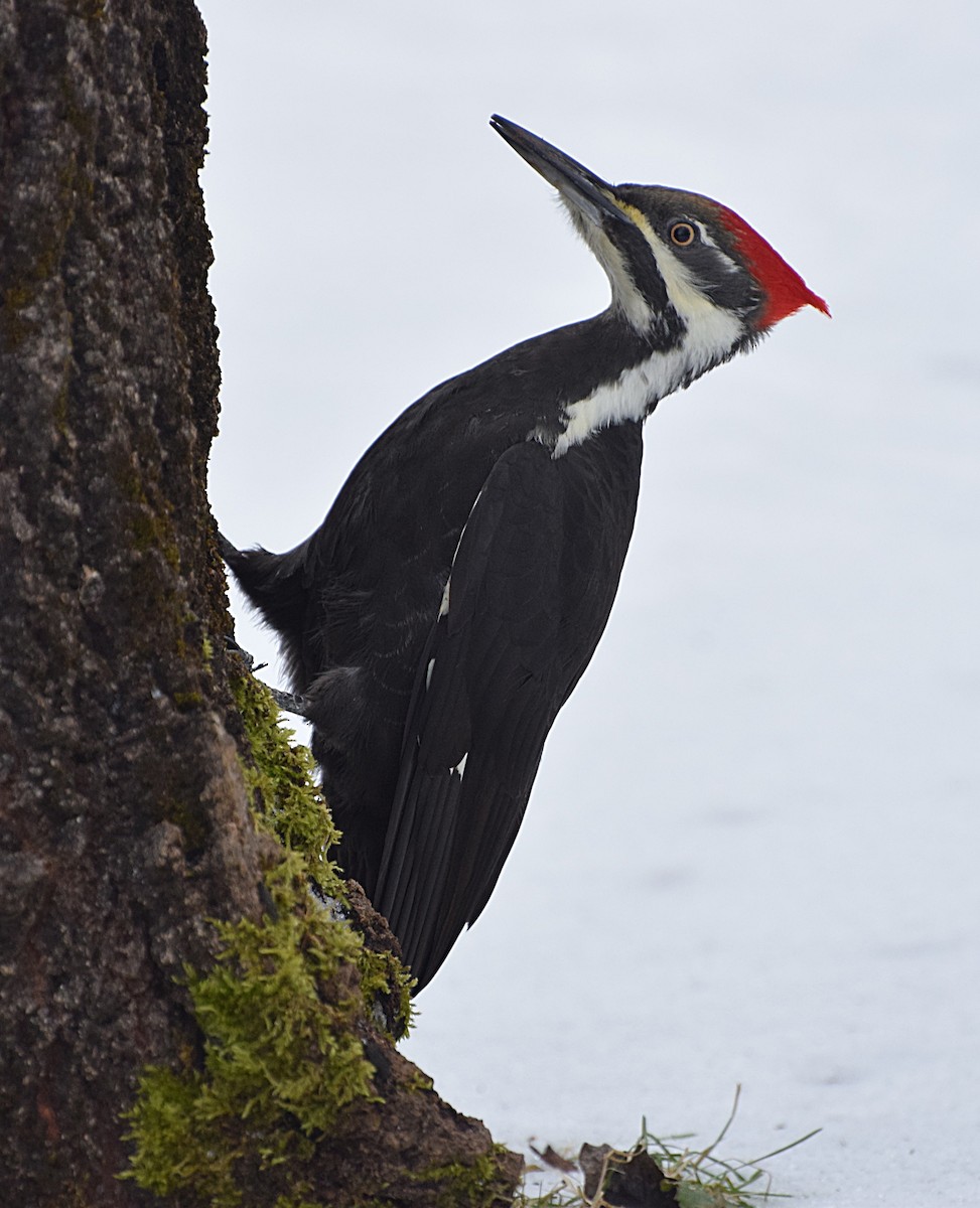 Pileated Woodpecker - ML612713173