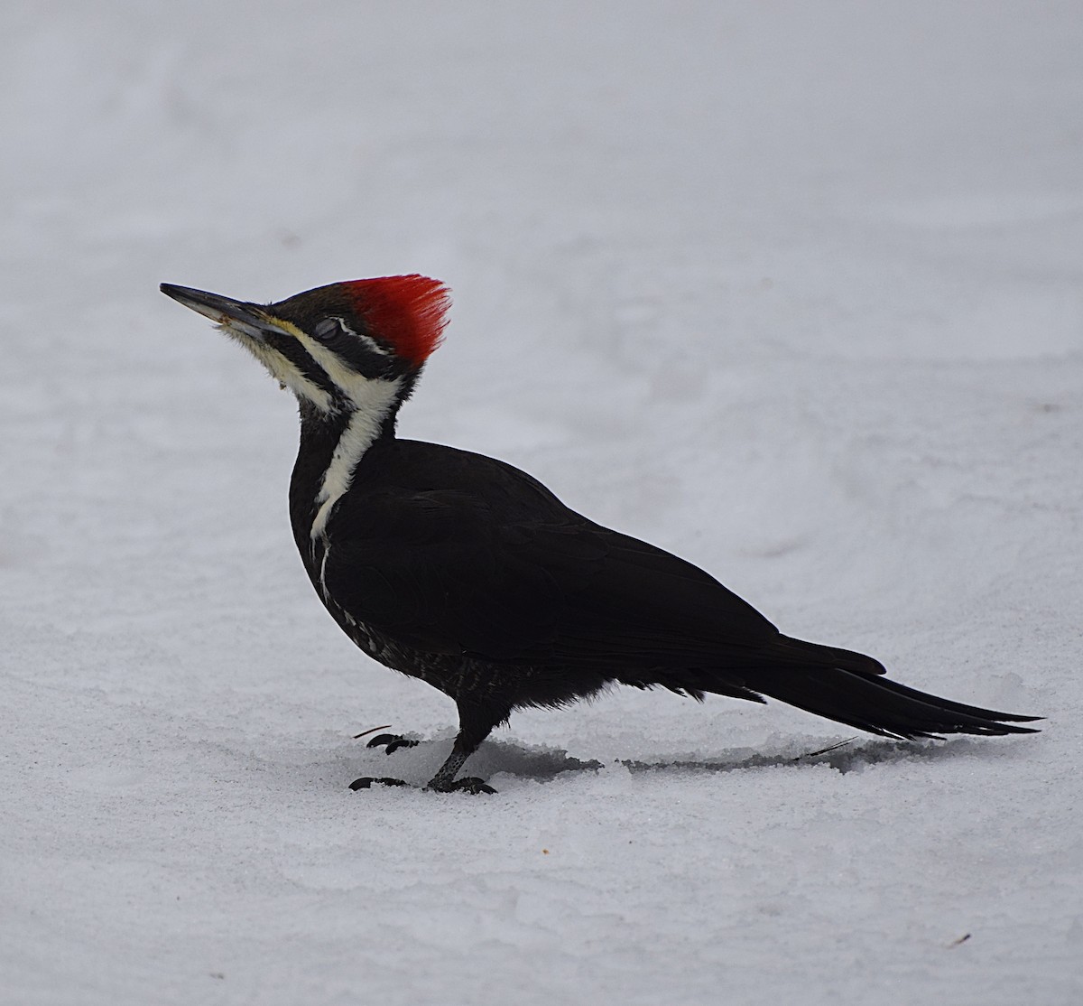 Pileated Woodpecker - ML612713174