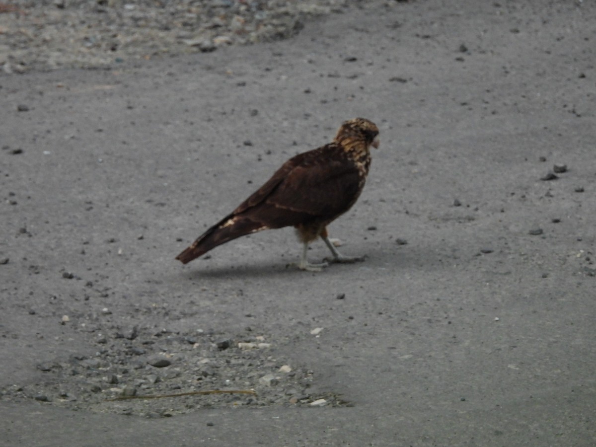 Yellow-headed Caracara - ML612713175