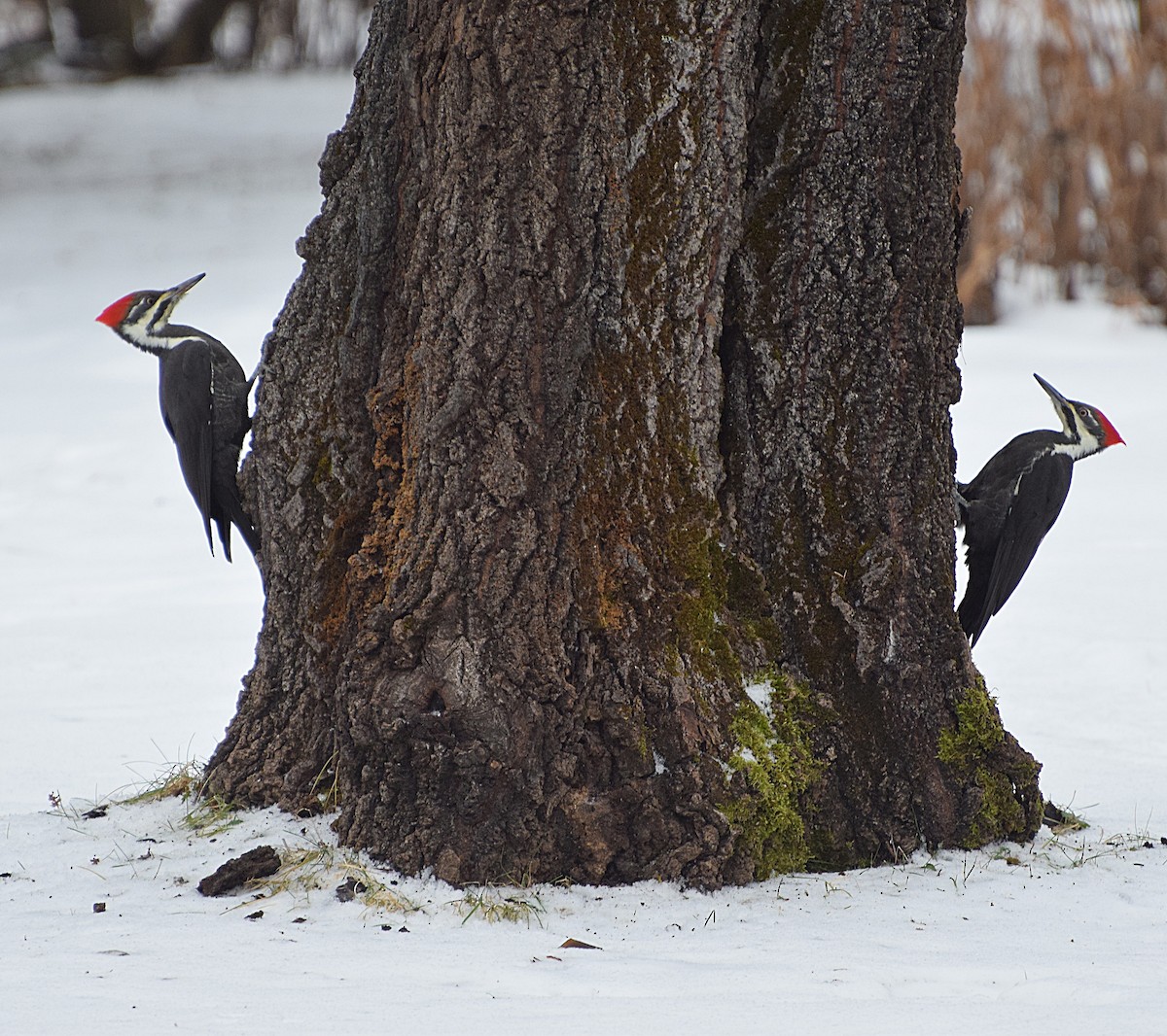 Pileated Woodpecker - Renee Levesque