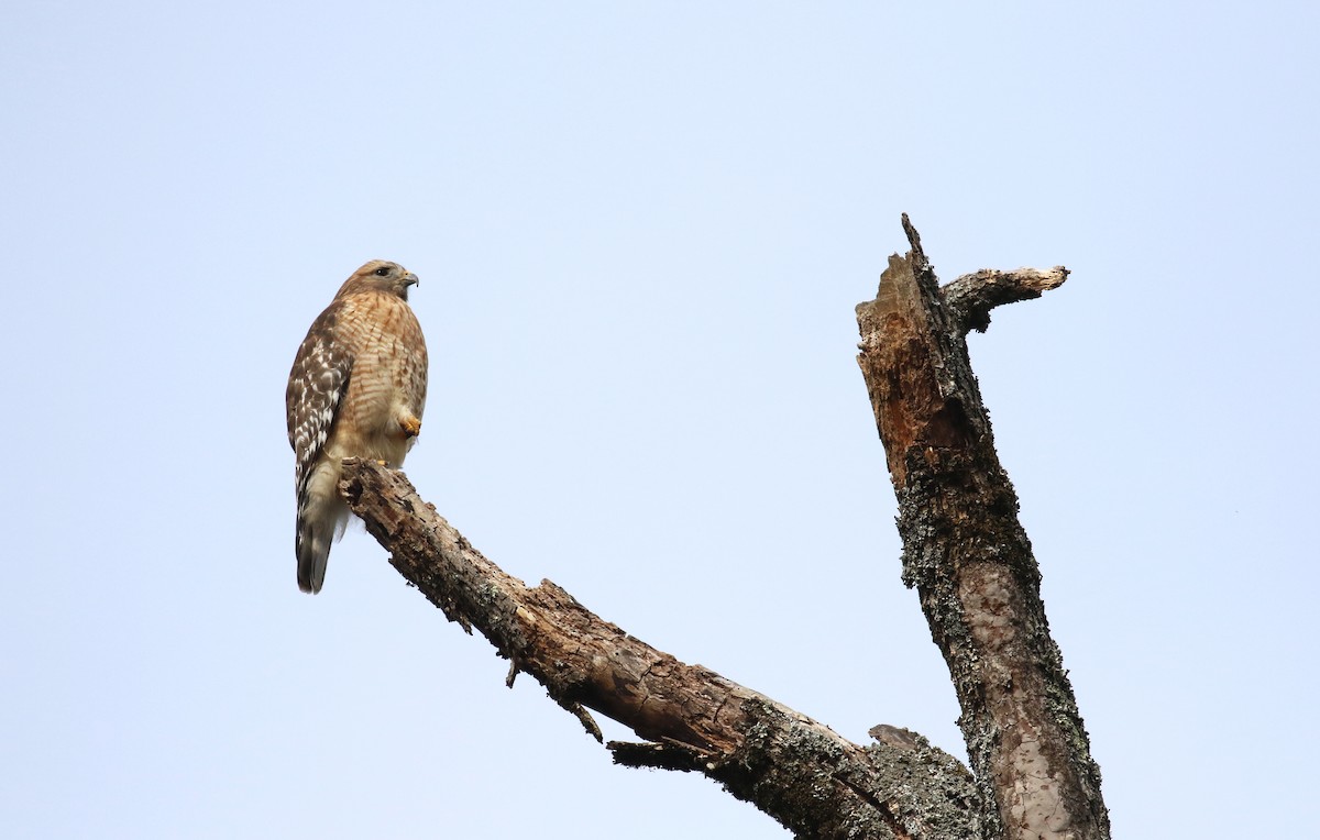 Red-shouldered Hawk - ML612713195