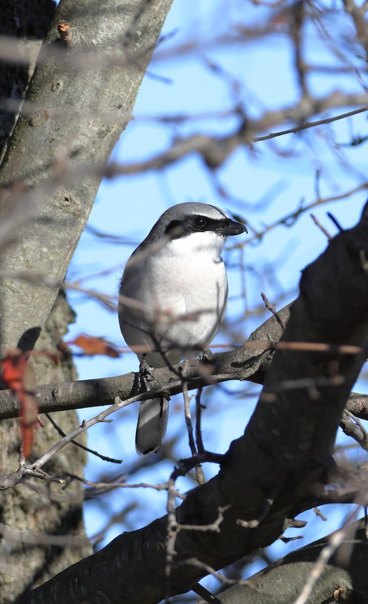 Loggerhead Shrike - ML612713229