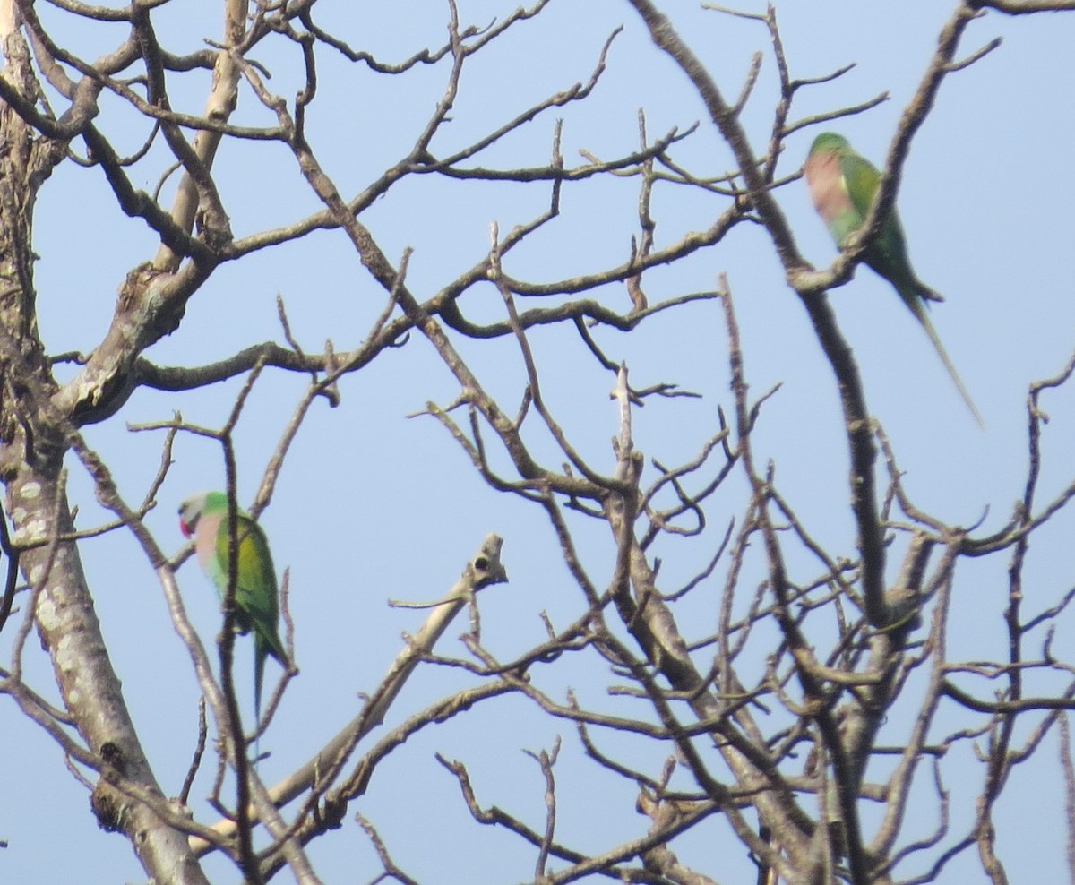 Red-breasted Parakeet - ML612713255