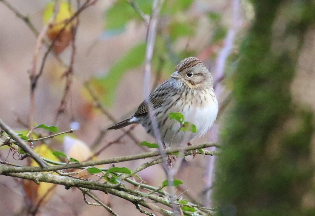 Lincoln's Sparrow - John Deitsch