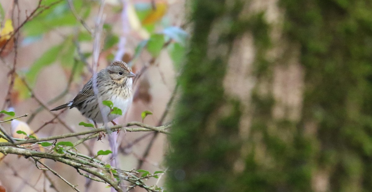 Lincoln's Sparrow - ML612713261