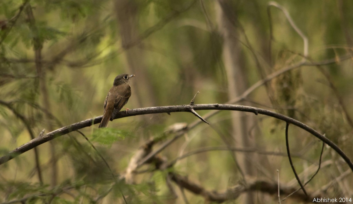Brown-breasted Flycatcher - ML612713287