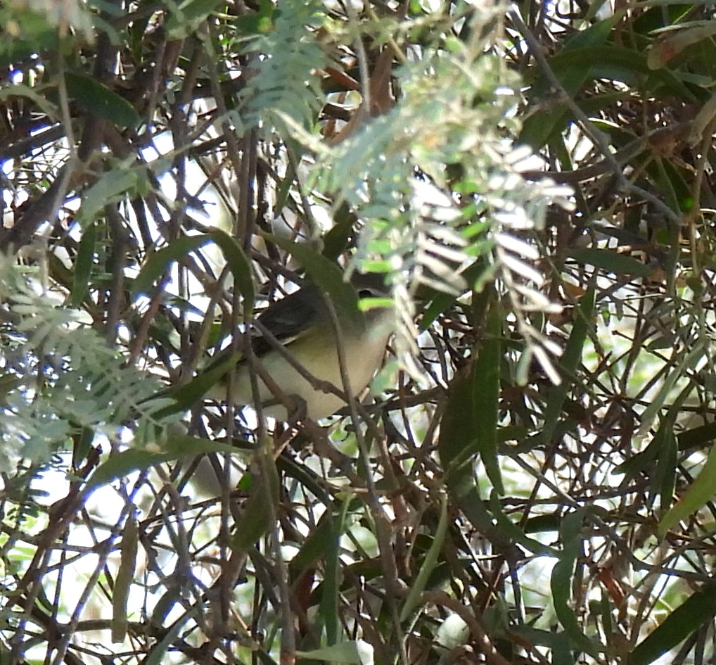 Bell's Vireo - Mary Tannehill