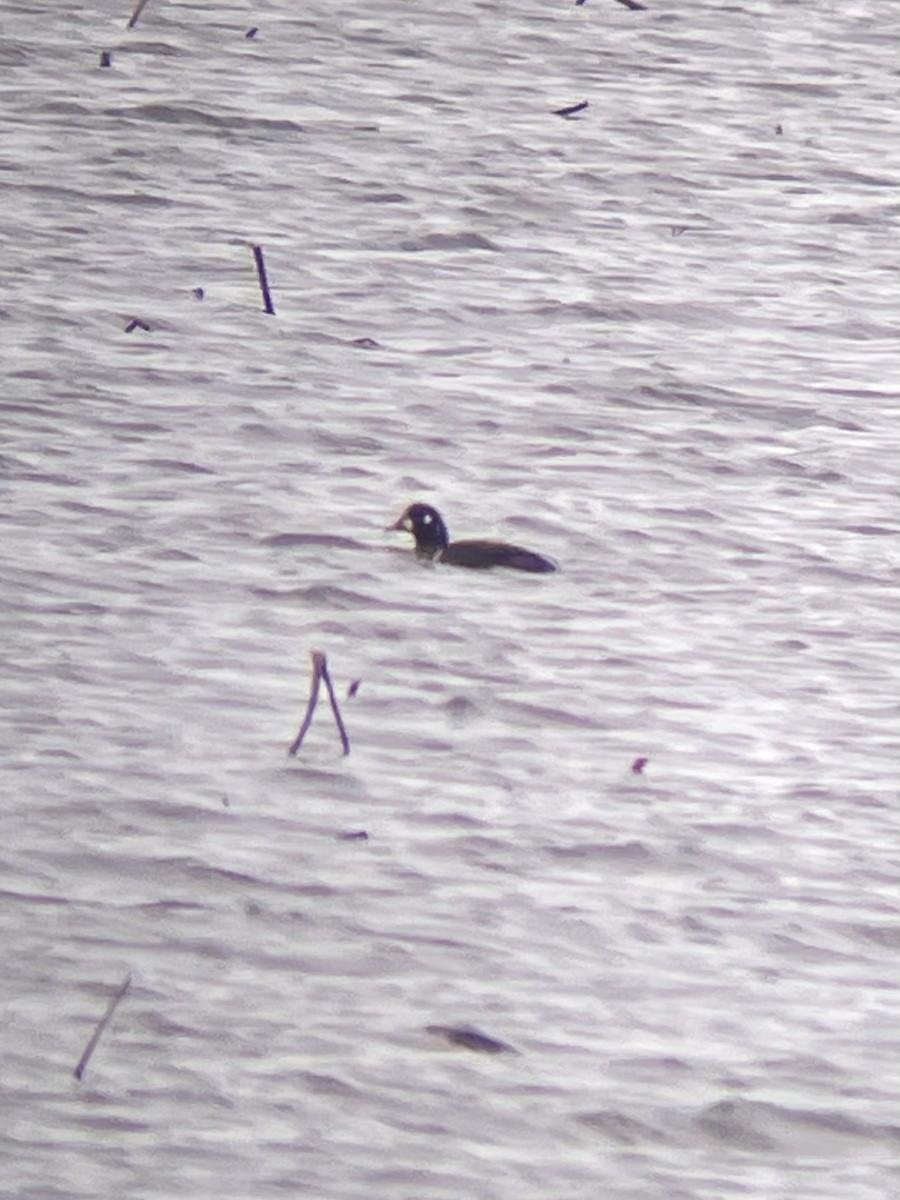 Harlequin Duck - Alex Harman