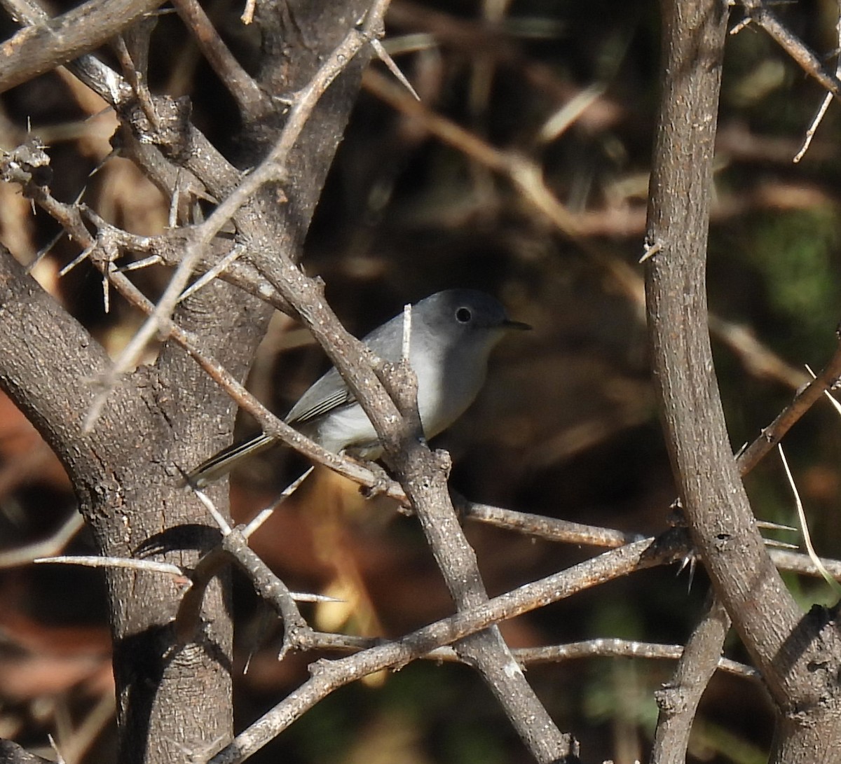 Blue-gray Gnatcatcher - ML612713466