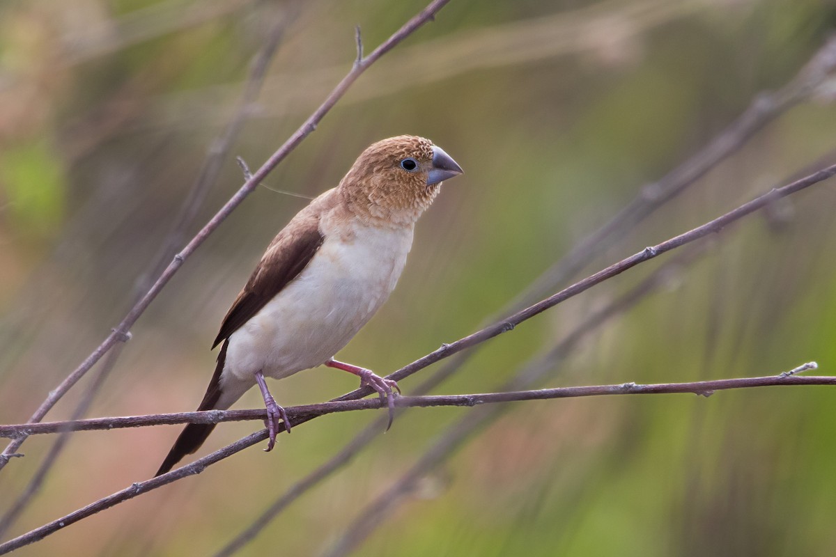 African Silverbill - ML612713490