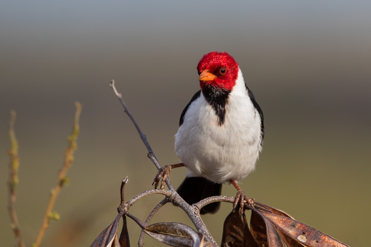 Yellow-billed Cardinal - ML612713499