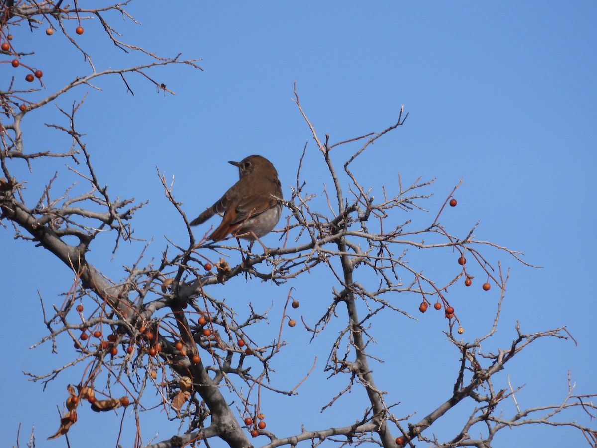 Hermit Thrush - Sue Noonan