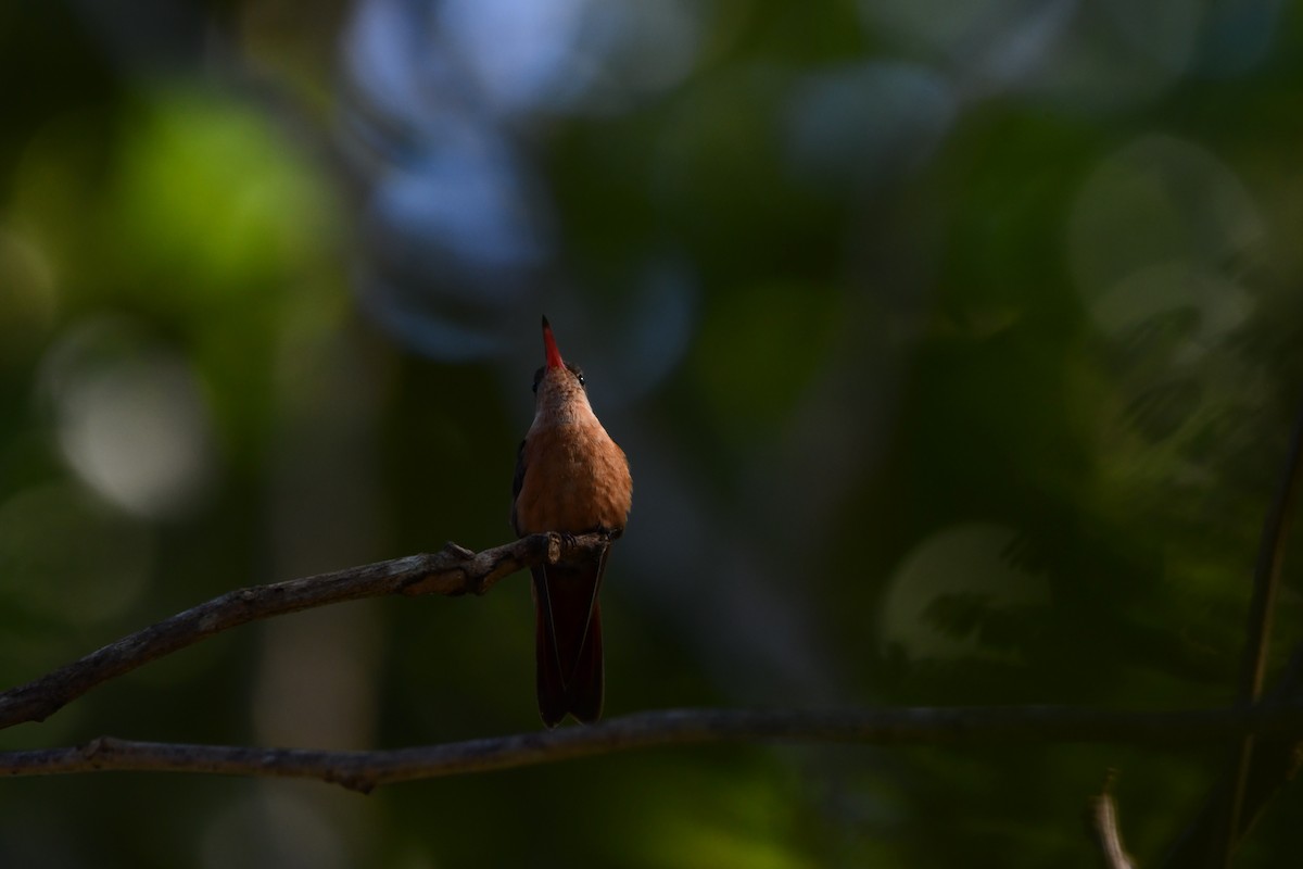 Cinnamon Hummingbird - ML612713563