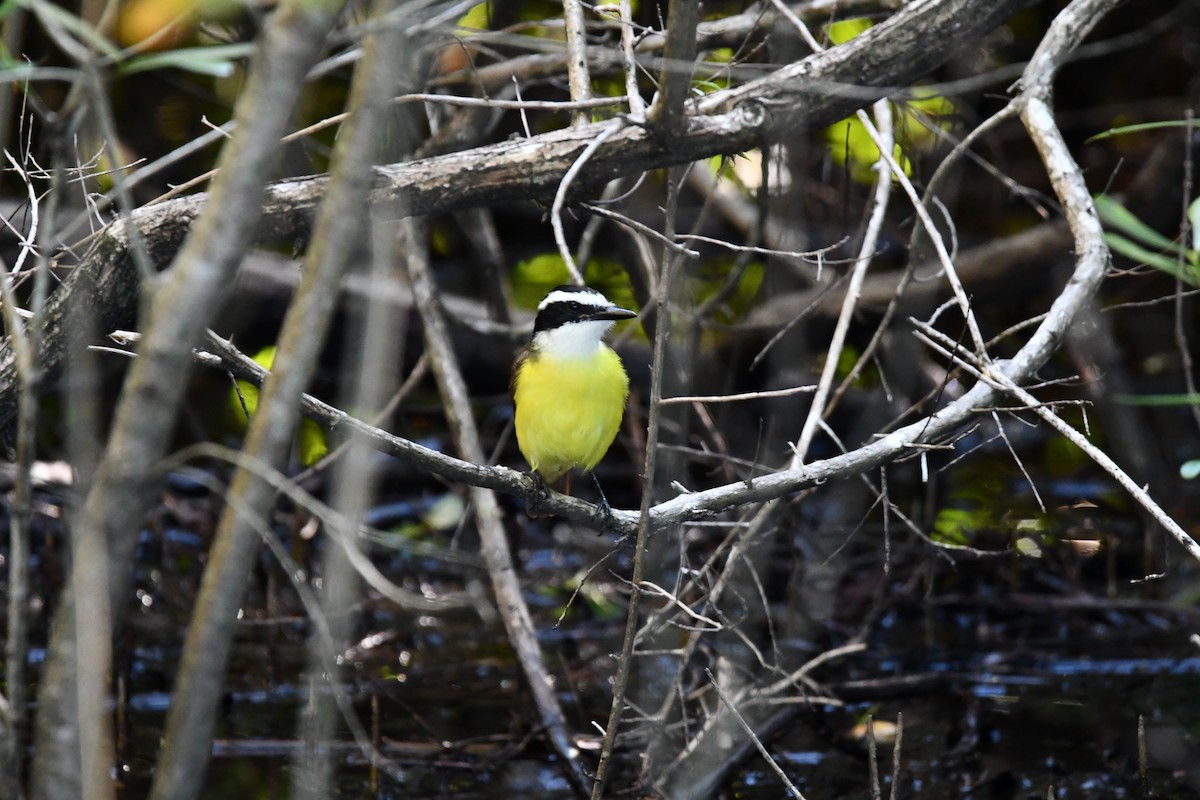 Great Kiskadee - ML612713570