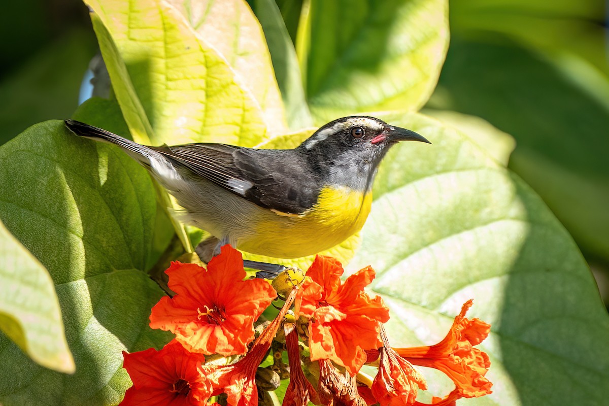 Sucrier à ventre jaune - ML612713597