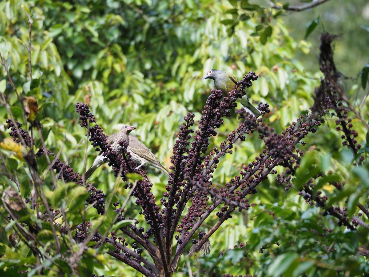 Australasian Figbird - ML61271361