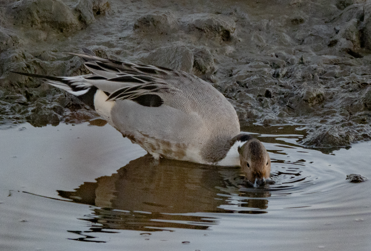 Northern Pintail - ML612713646