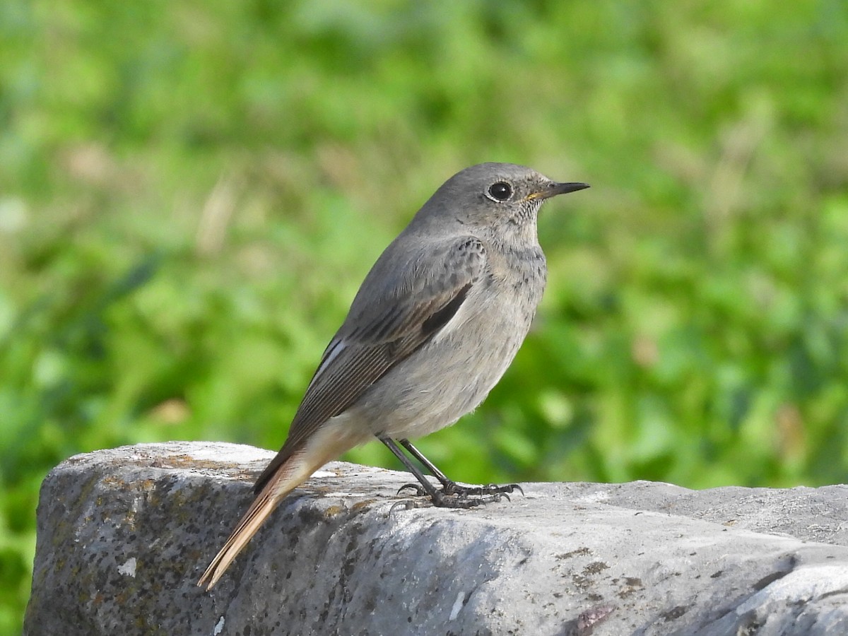 Black Redstart - ML612713690