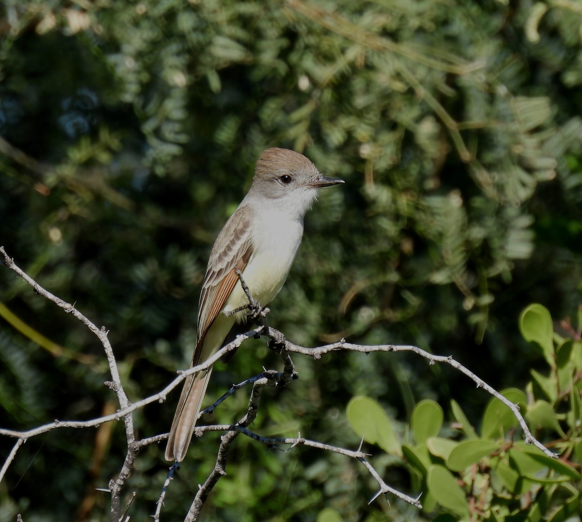 Ash-throated Flycatcher - Mary Tannehill