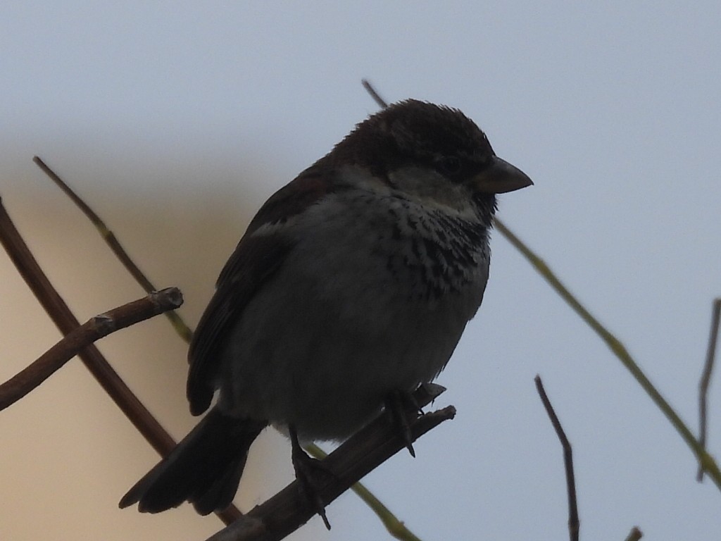 Italian Sparrow - Scott Fox