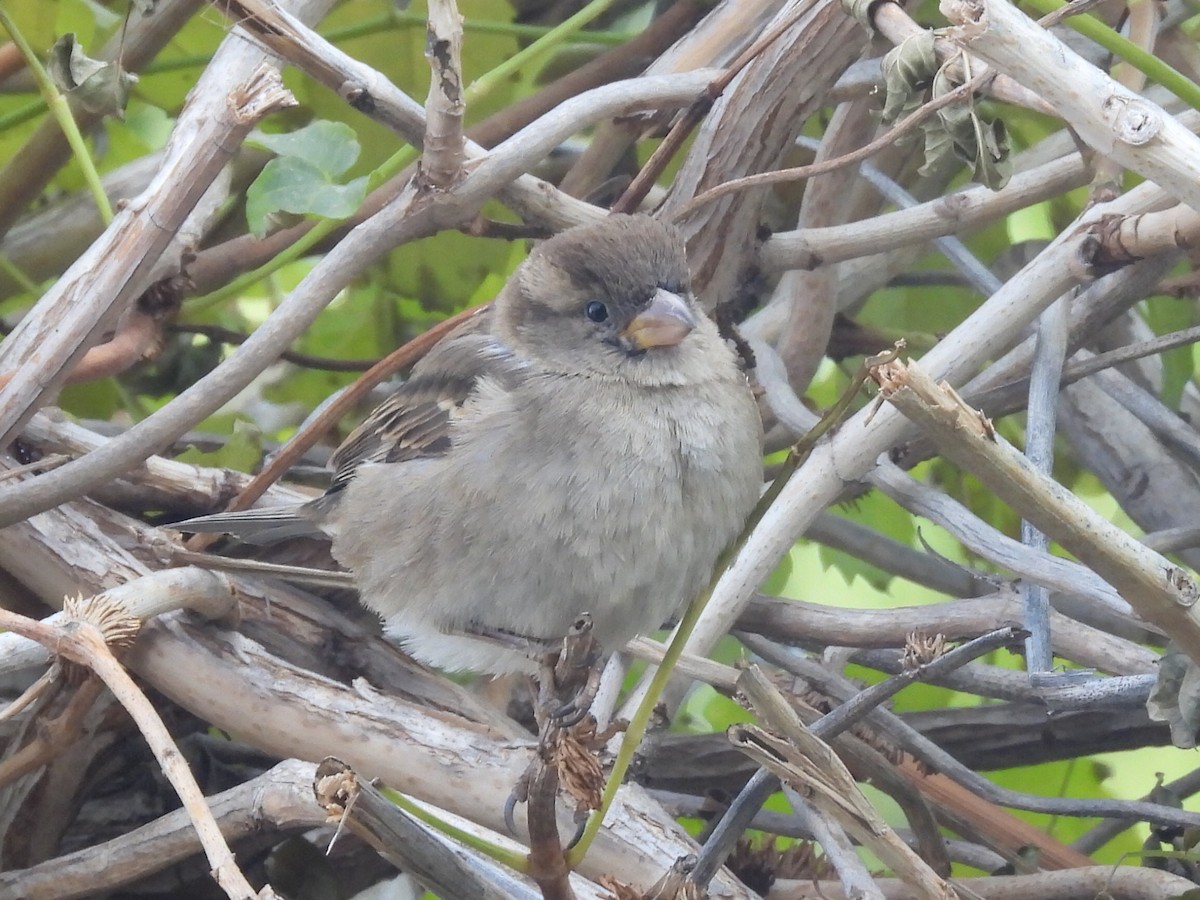 Moineau cisalpin - ML612713717