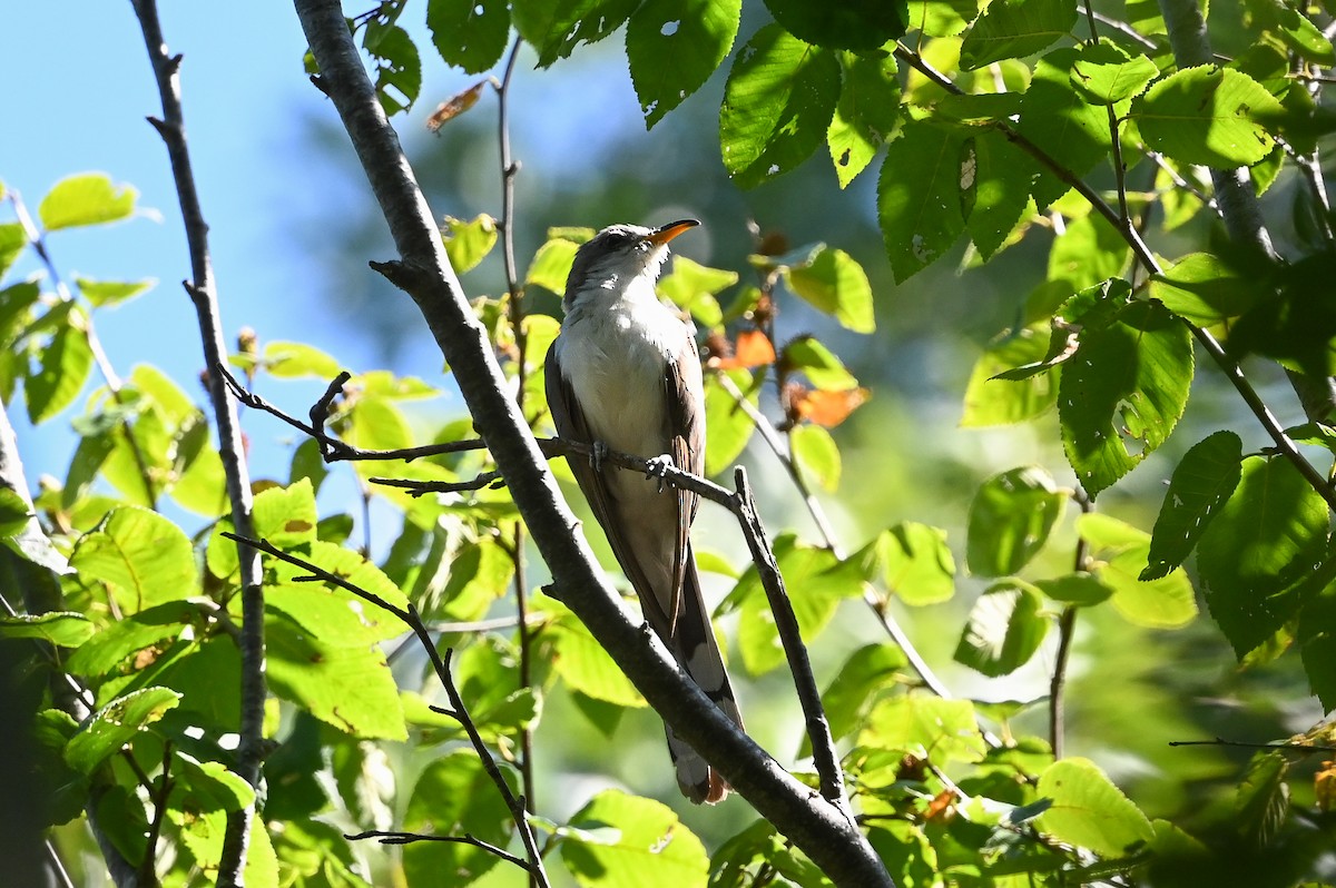 Yellow-billed Cuckoo - ML612713732