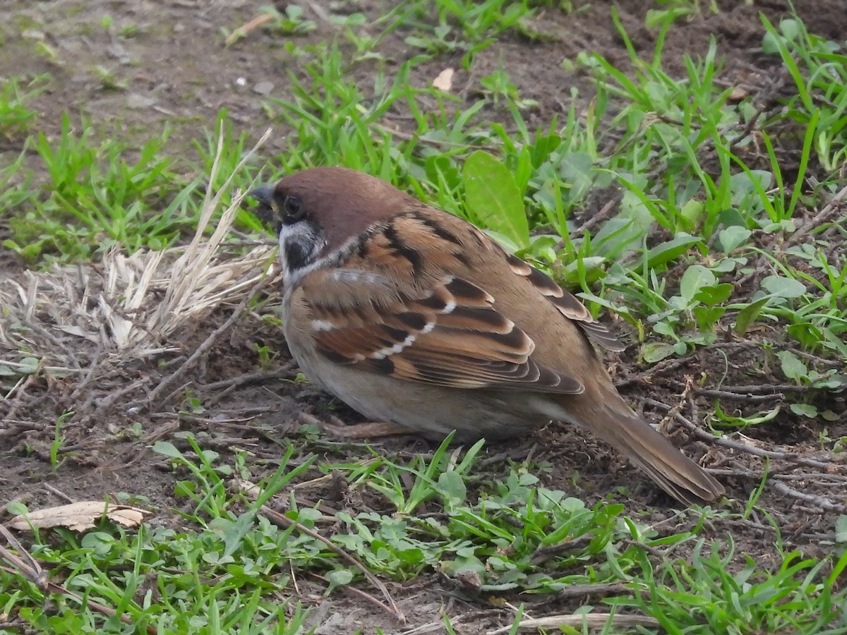 Eurasian Tree Sparrow - ML612713747