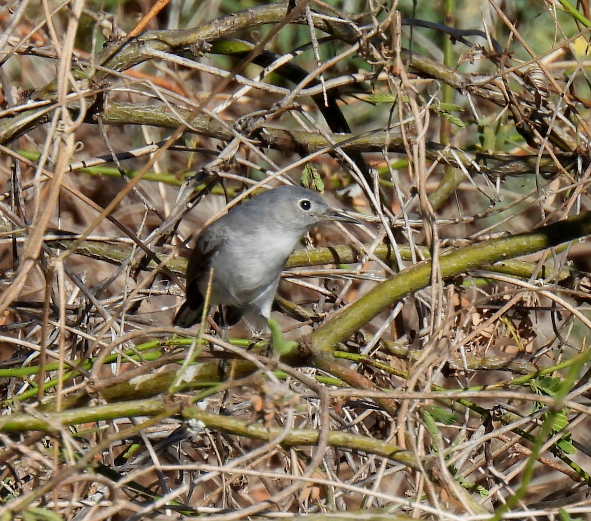 Gobemoucheron gris-bleu - ML612713750