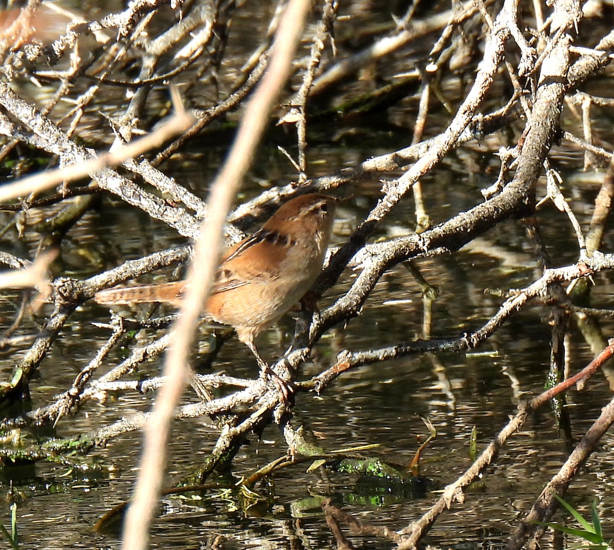 Marsh Wren - Mary Tannehill