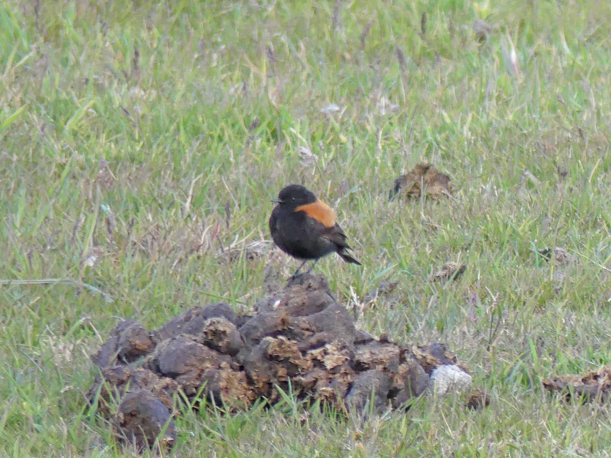 patagonianegrito - ML612713780