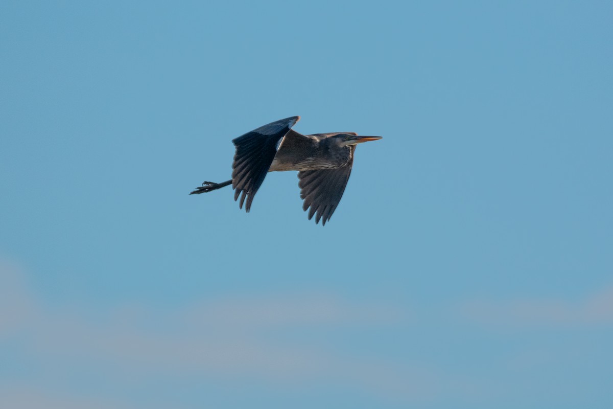 Great Blue Heron - ML612713816